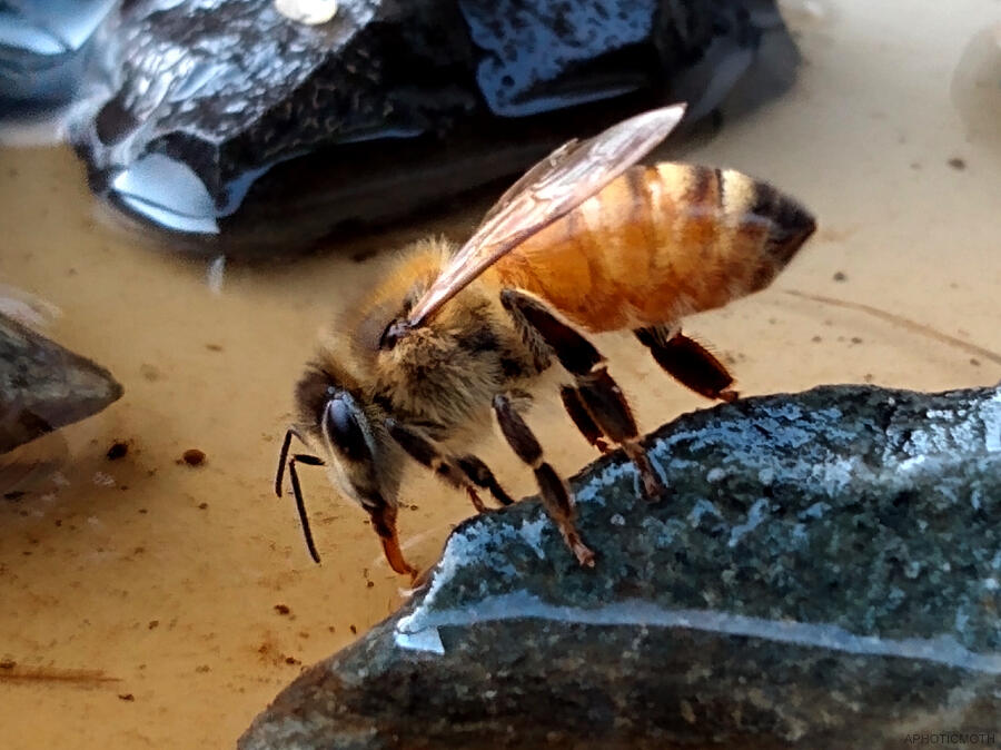 Honey bee drinking. They are standing on rocks that are laid out on a plastic plate. Bees can travel up to 5 miles looking for water in summer but can drown in shallow water. The rocks give them a safe place to drink. There were hundreds of bees swarming a