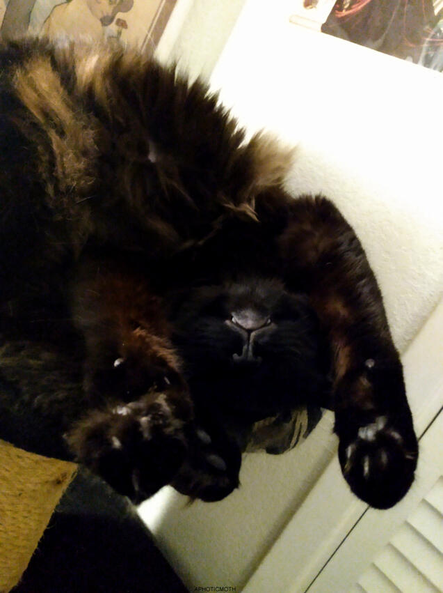 My black cat binx sleeping upside down with his paws in front of his face. His little fangs are poking out.