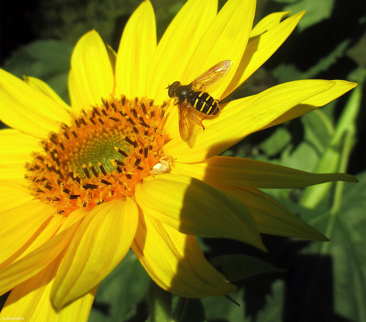 A black and yellow striped hoverfly sitting on a very small runt of a sunflower. There is a white crab spider nestled between the petals waiting to ambush.