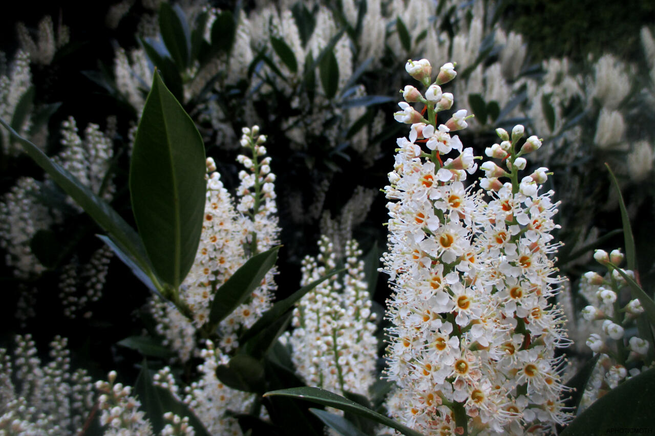 Close of up tiny white flowers that grow in columns. No idea what they are.