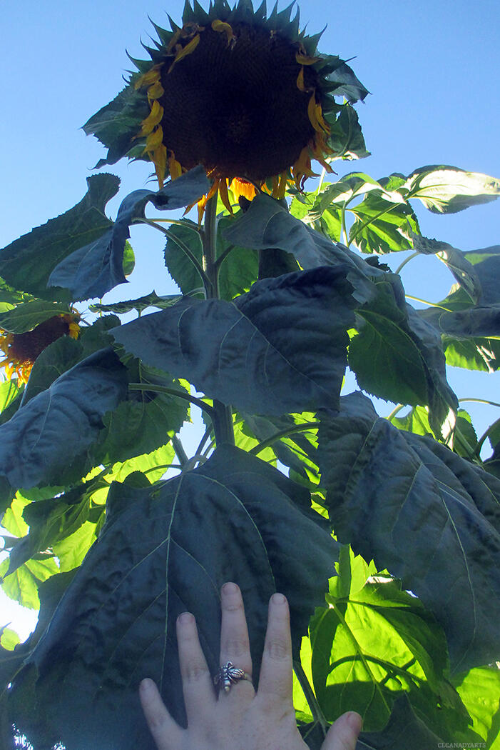 A view of my hand reaching up towards a giant Russian Mammoth sunflower. These got over 12 feet tall and the heads became so heavy then bent over. The stalks were almost bamboo like they were so thick and hard.