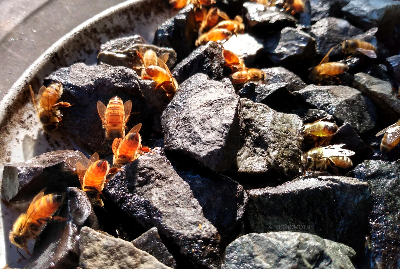 A bunch of honey bees face down drinking water. They are standing on rocks that are laid out on a plastic plate. Bees can travel up to 5 miles looking for water in summer but can drown in shallow water. The rocks give them a safe place to drink. There were