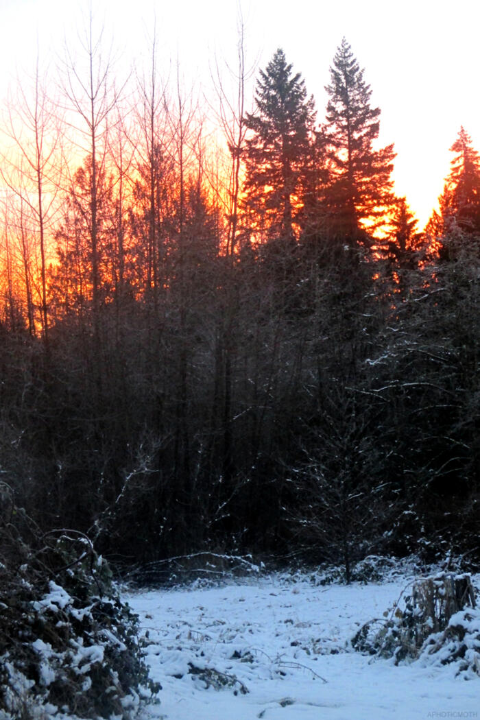 beautiful vibrant orange and pink sunset seen thought the trees. There is a blanket of snow on the ground. The snow looks blue in the dim light.